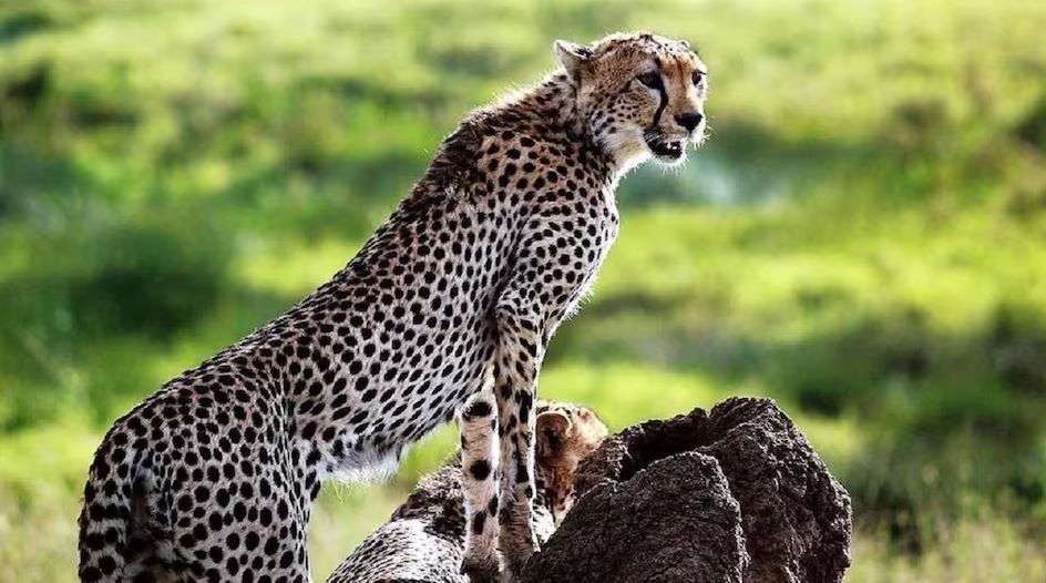 Two cheetah died in Kuno National Park